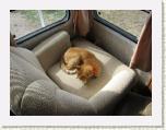 01 cat's chair * 640 x 480 * (59KB)